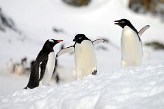 
One Gentoo Penguin And Two Adelie Penguins On Cuverville Island On Quark Expeditions Antarctica Cruise
